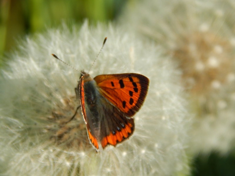 La prime Lycaena